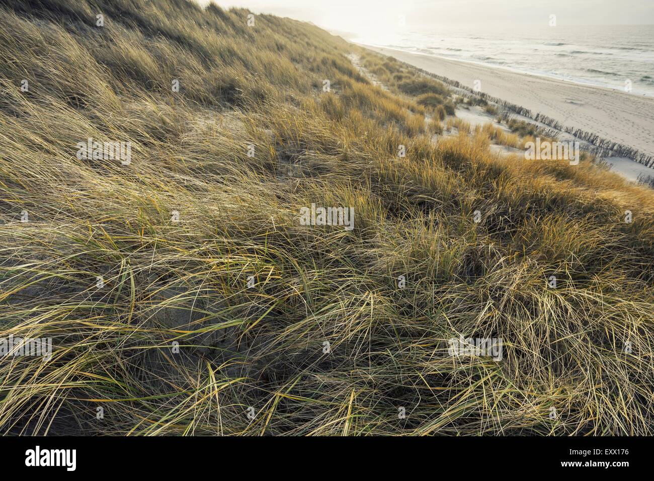 Boardwalk in dunes, Rantum, Sylt, Schleswig-Holstein, Germany, Europe Stock Photo