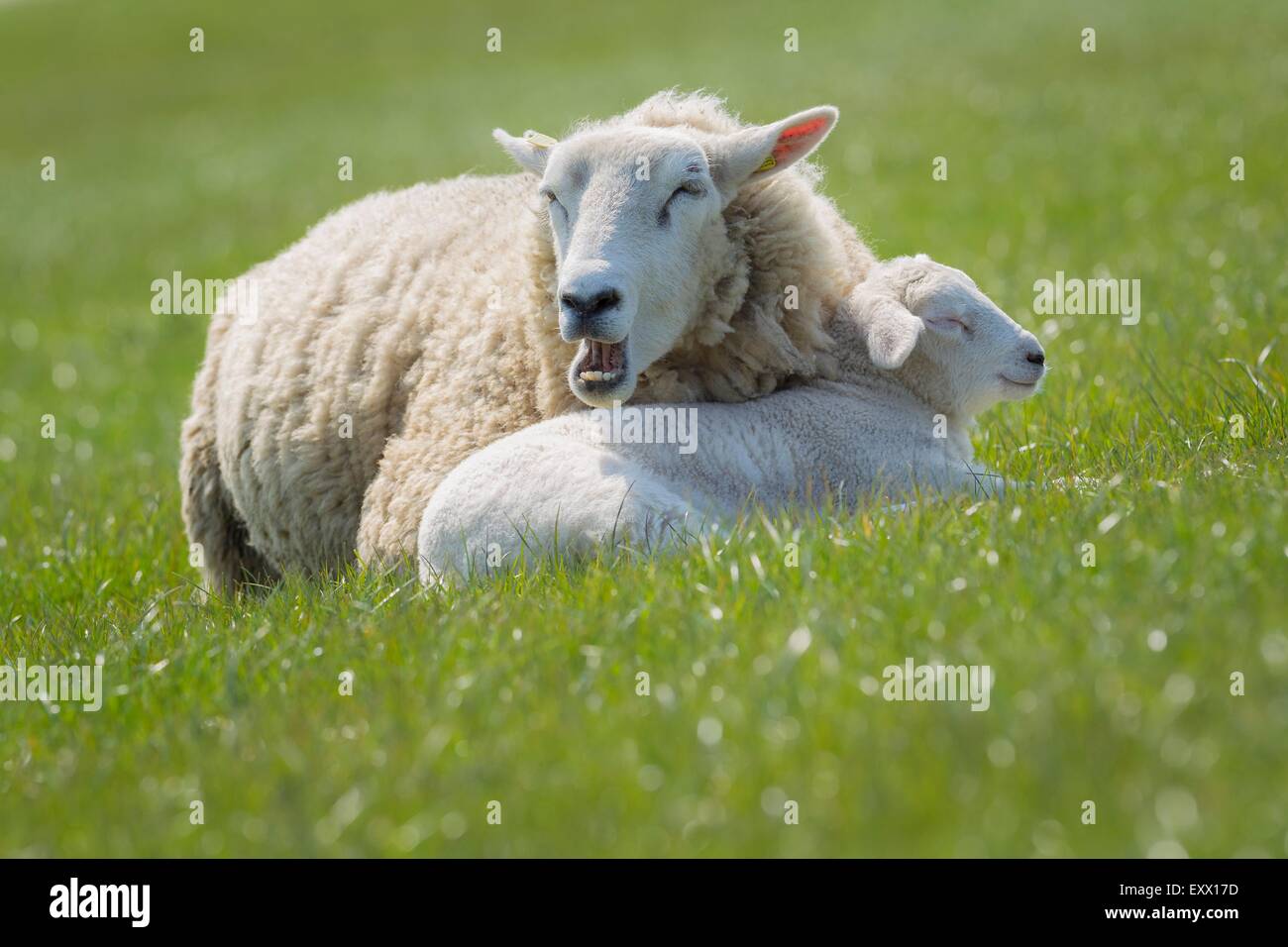 Ewe and lamb on meadow, Keitum, Sylt, Schleswig-Holstein, Germany, Europe Stock Photo