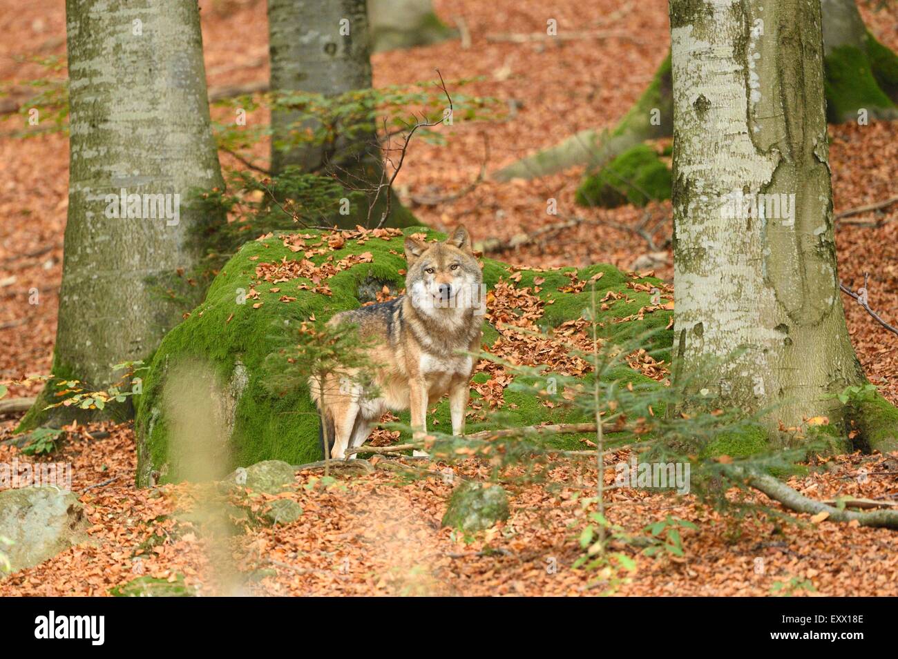 Eurasian wolf in a forest Stock Photo