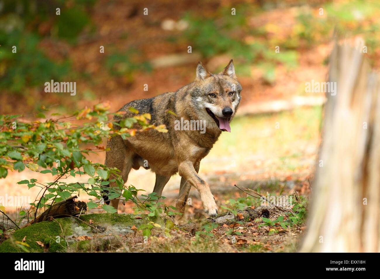 Eurasian wolf in a forest Stock Photo