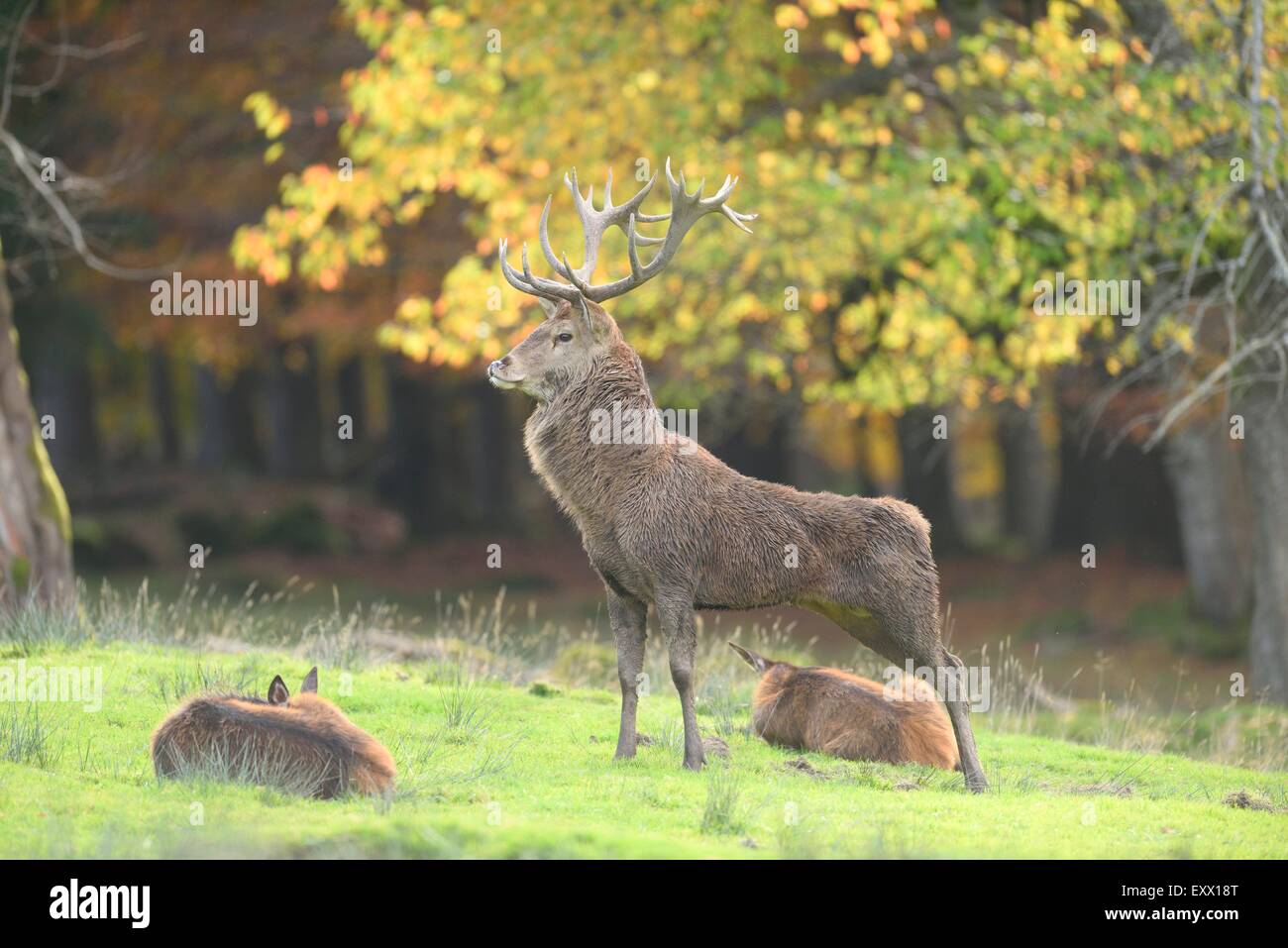 Red deers on meadow Stock Photo