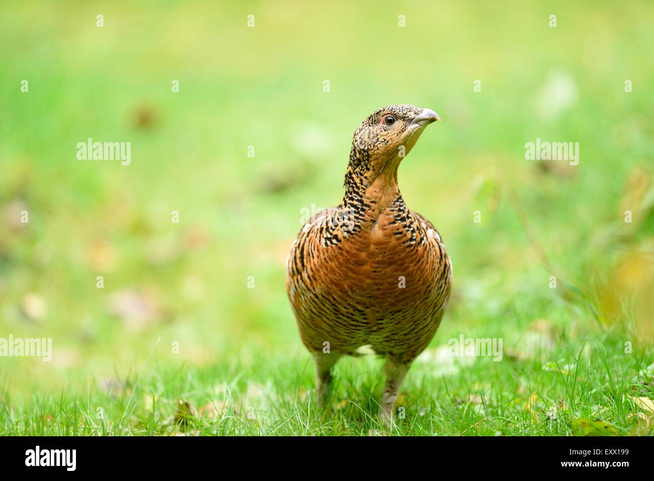 Female western capercaillie on a meadow Stock Photo
