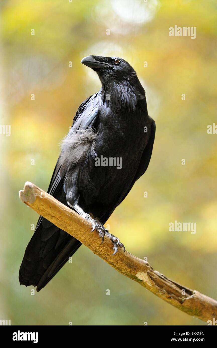 Common raven perching on a branch Stock Photo