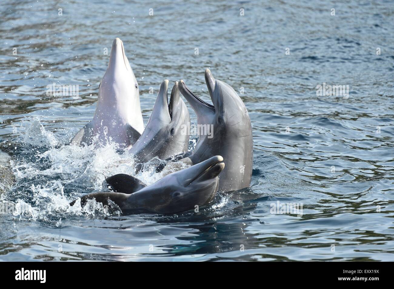 Four bottlenose dolphins, Tursiops truncatus, Bavaria, Germany, Europe Stock Photo