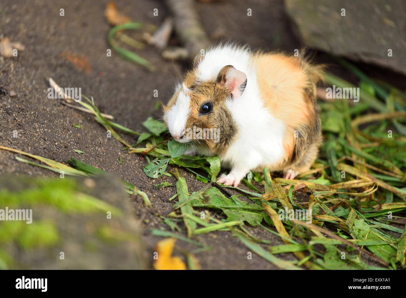 Guinea pig, Cavia porcellus, Bavaria, Germany, Europe Stock Photo