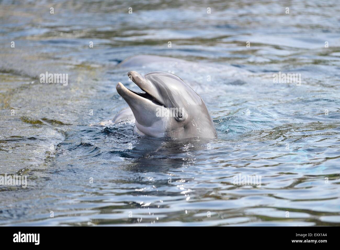 Bottlenose dolphin, Tursiops truncatus, Bavaria, Germany, Europe Stock Photo