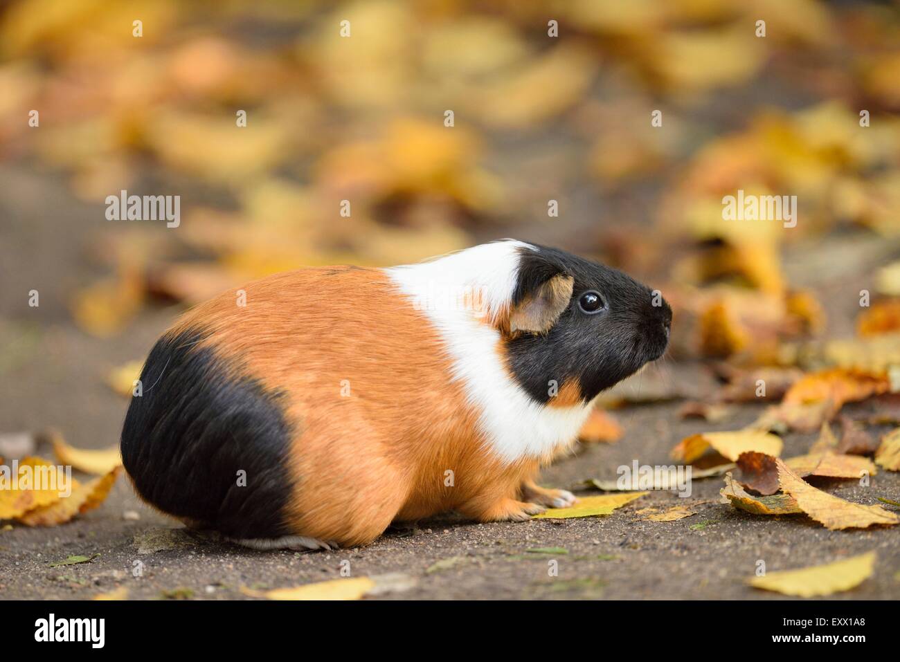 Guinea pig, Cavia porcellus, Bavaria, Germany, Europe Stock Photo