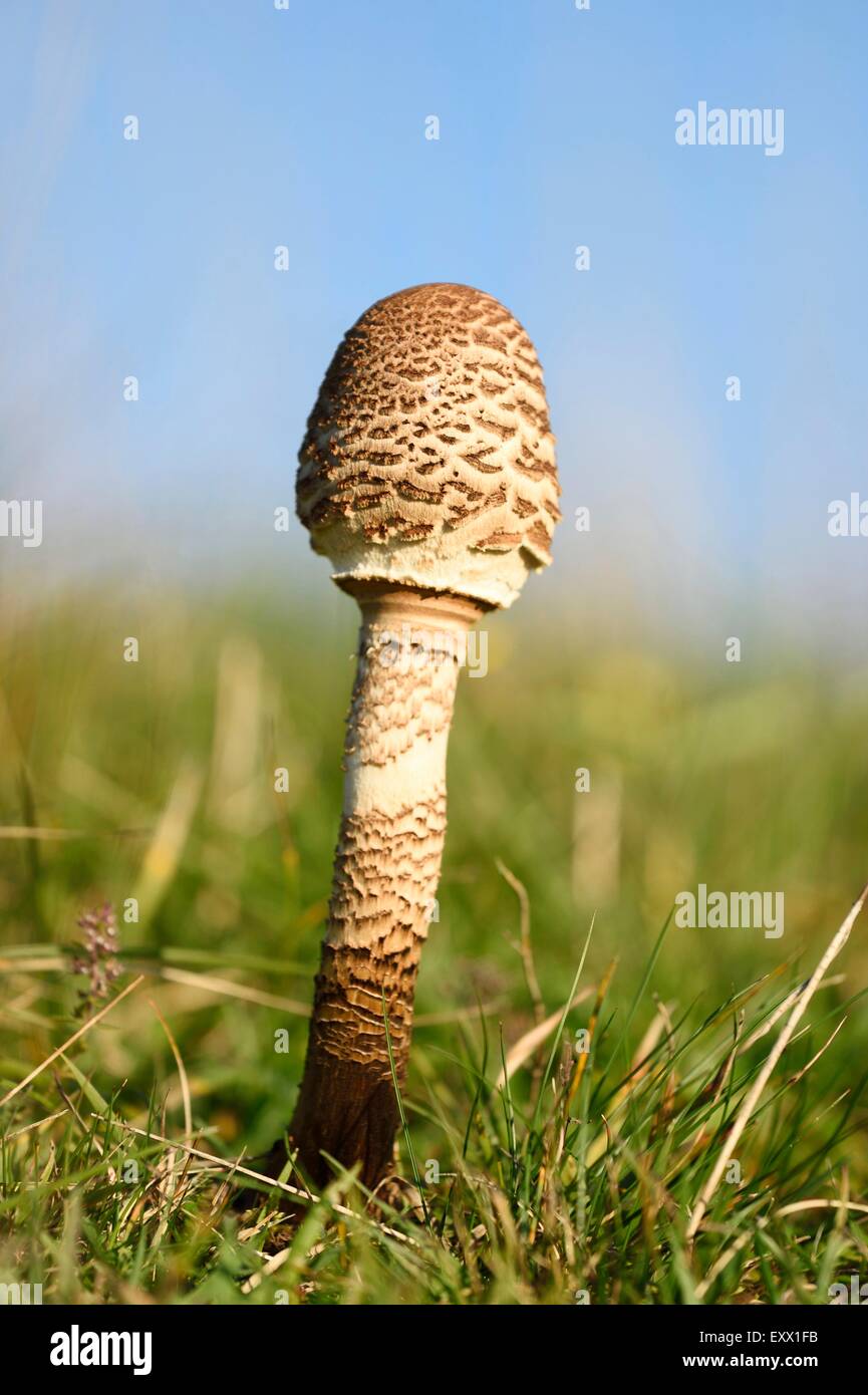 Macrolepiota procera on a meadow, Upper Palatinate, Germany, Europe Stock Photo