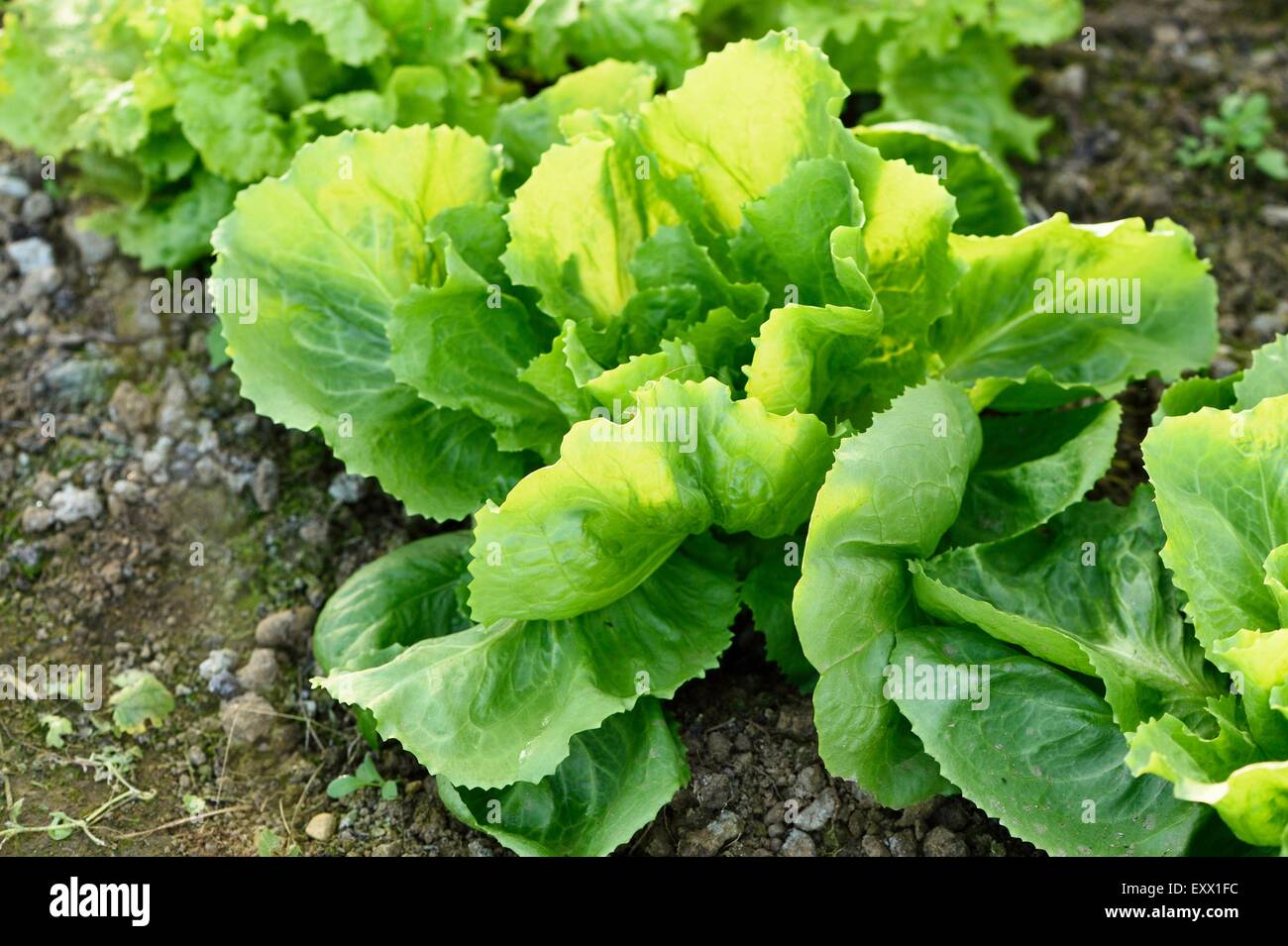 Endive in a greenhouse in a garden, Styria, Austria, Europe Stock Photo