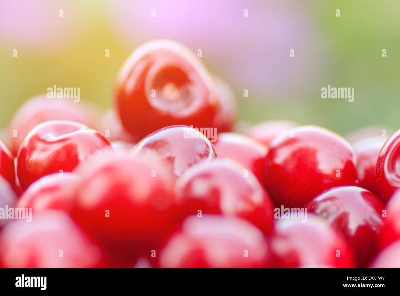 Freshly picked ripe red cherries, in an orchard, on a sunny day. Stock Photo