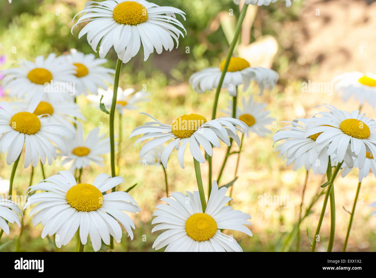 Field daisy flowers blur background hi-res stock photography and images ...