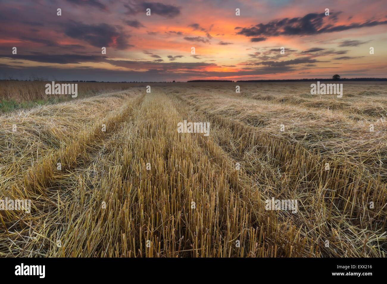 beautiful landscape of sunset over field Stock Photo - Alamy