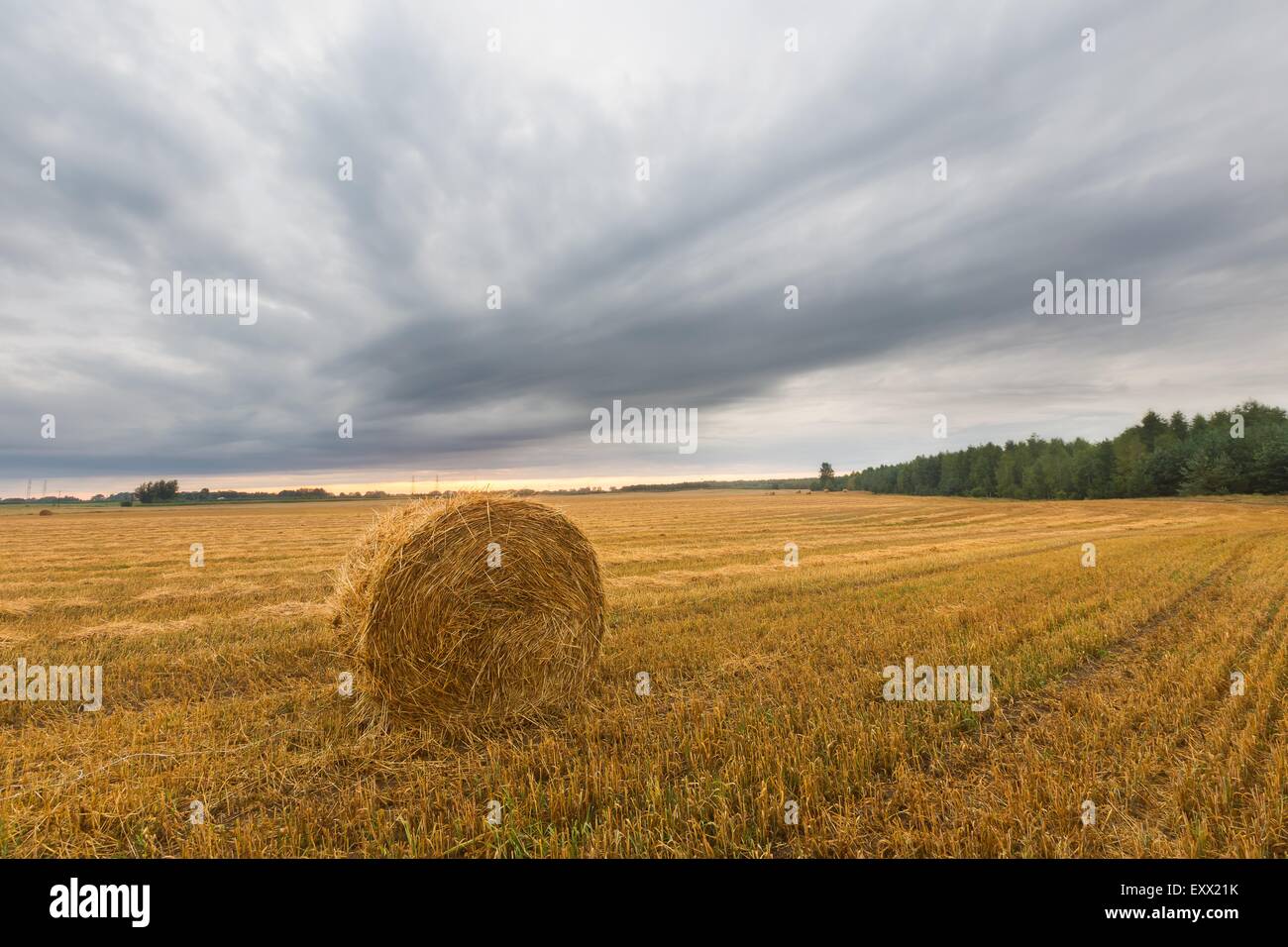late summer landscape with straw bales on stubble field Stock Photo - Alamy