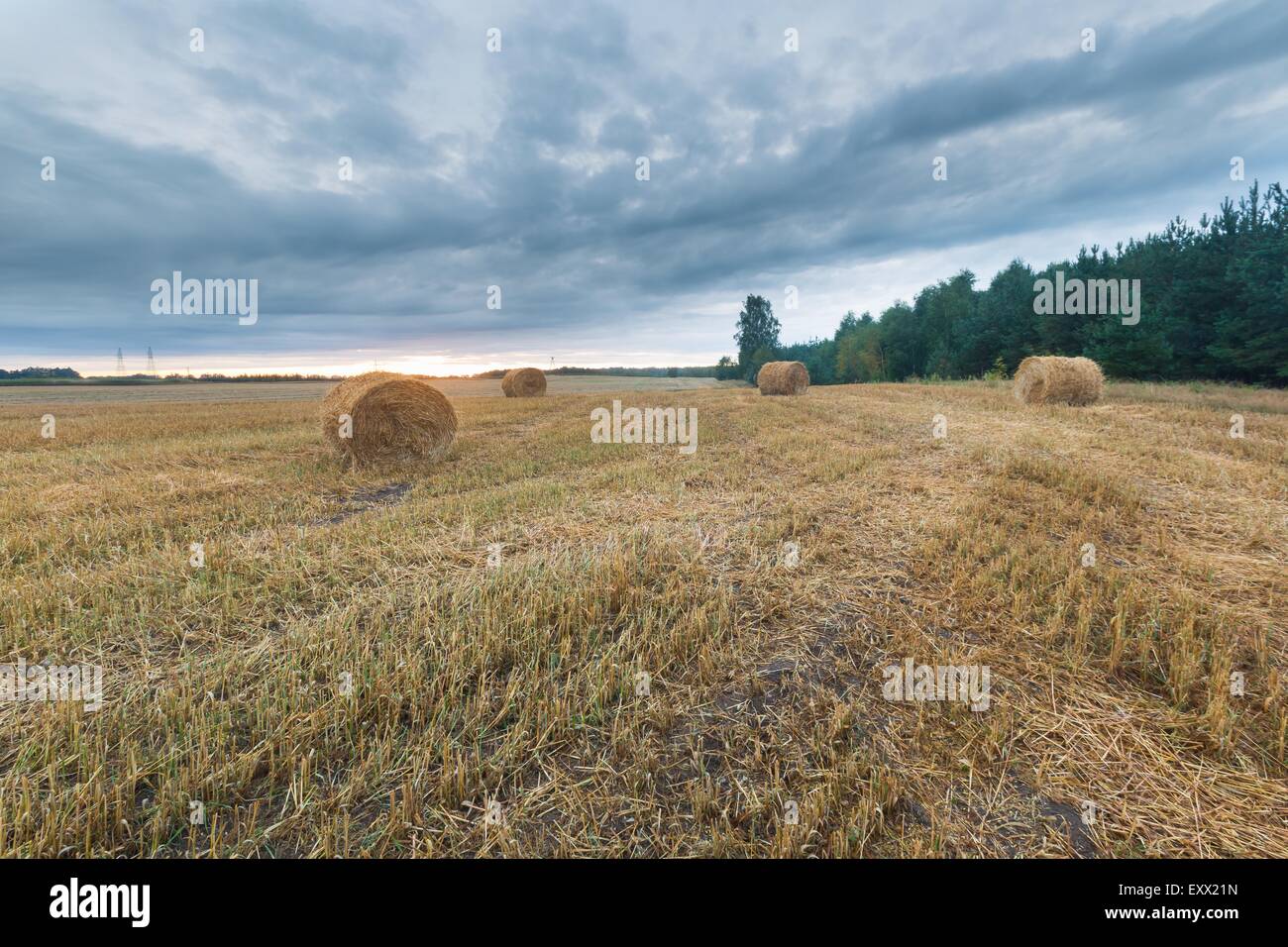 late summer landscape with straw bales on stubble field Stock Photo - Alamy