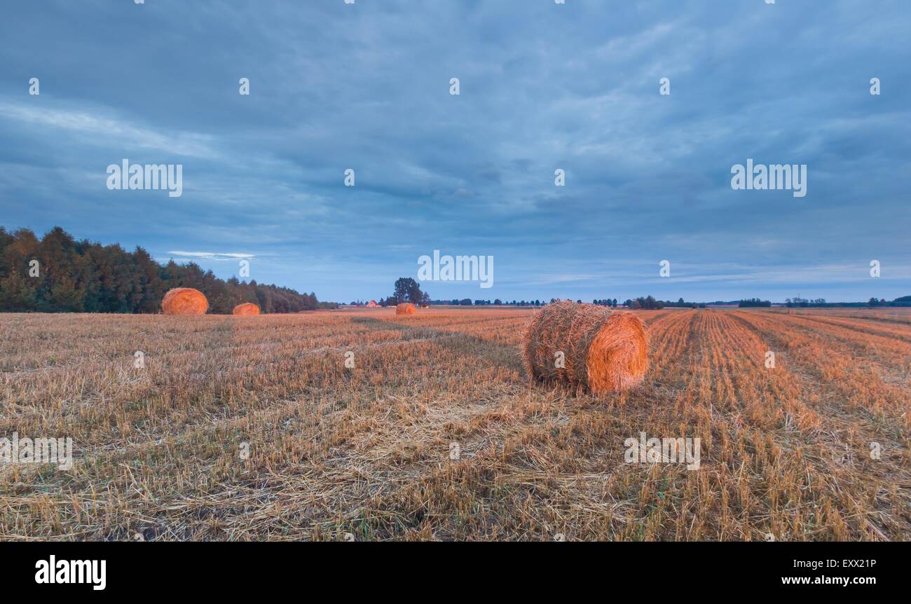 late summer landscape with straw bales on stubble field Stock Photo - Alamy