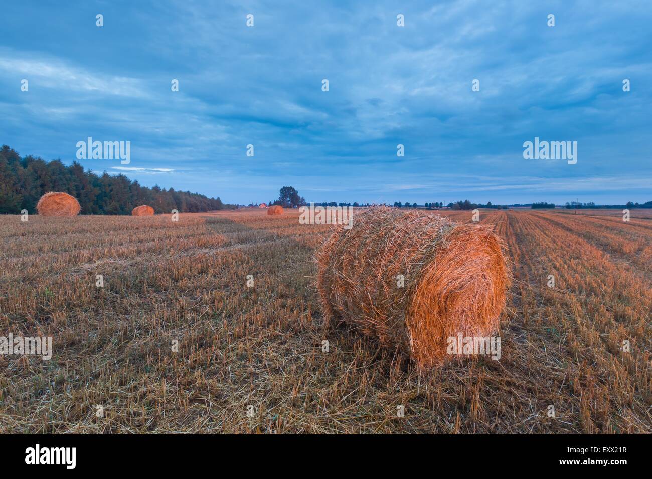 late summer landscape with straw bales on stubble field Stock Photo - Alamy