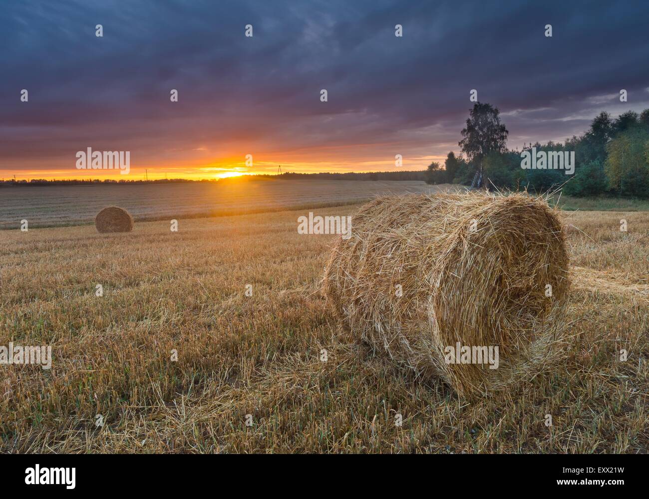 late summer landscape with straw bales on stubble field Stock Photo - Alamy