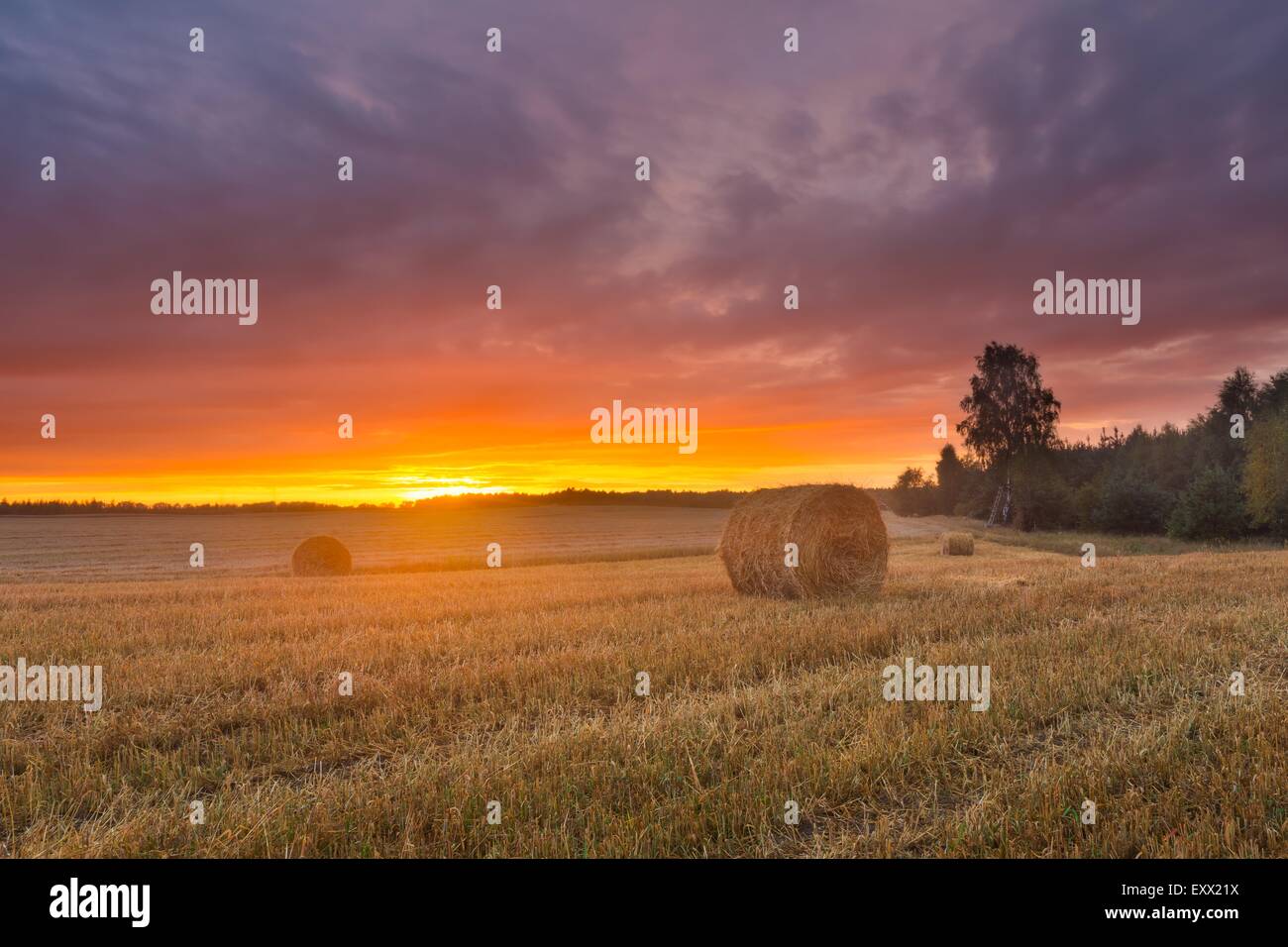late summer landscape with straw bales on stubble field Stock Photo - Alamy