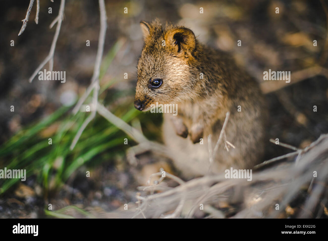 Quokka in bushes, close-up Stock Photo - Alamy