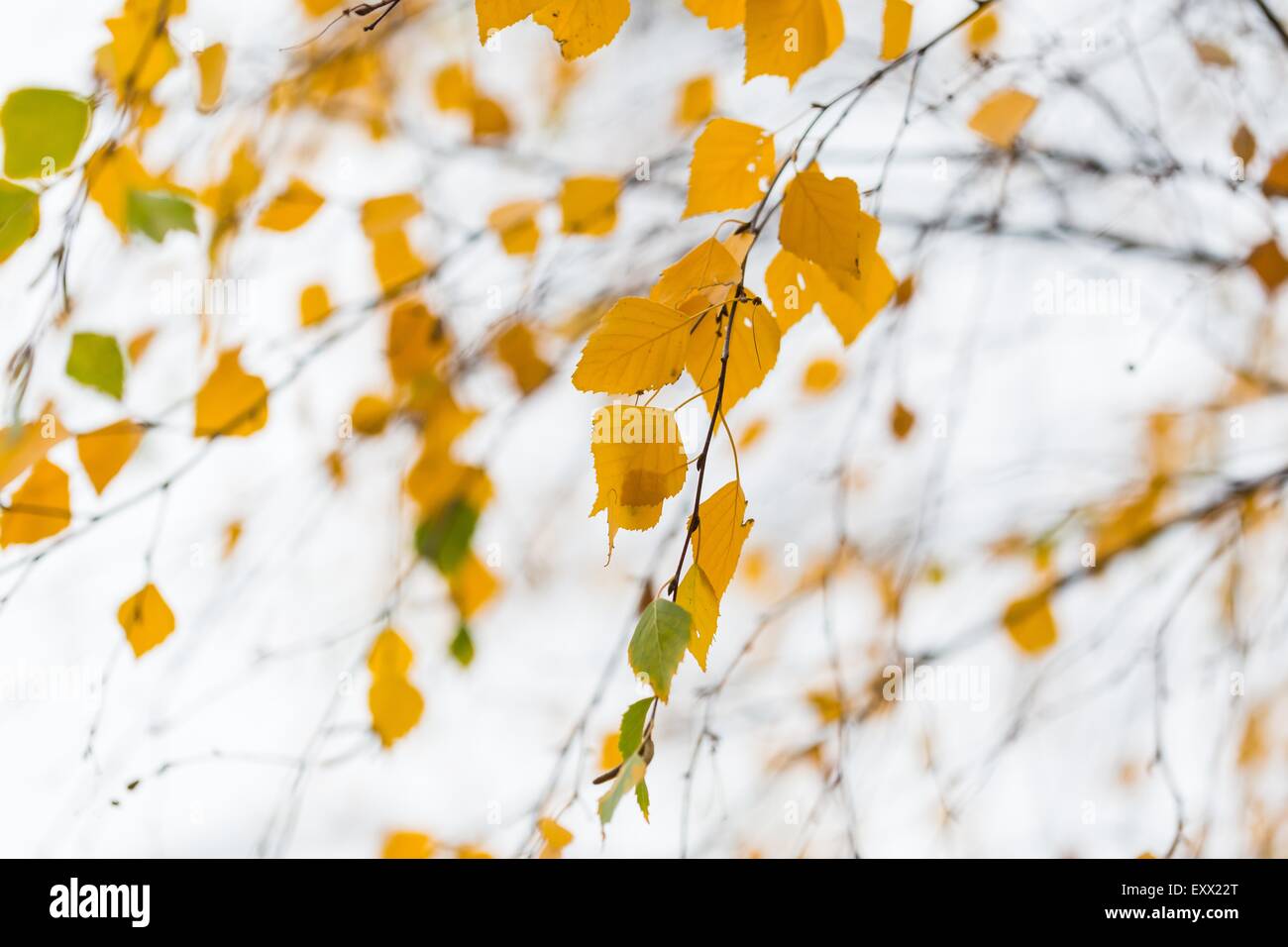 Beautiful autumnal birch tree branch with yellow leaves. Close up of ...