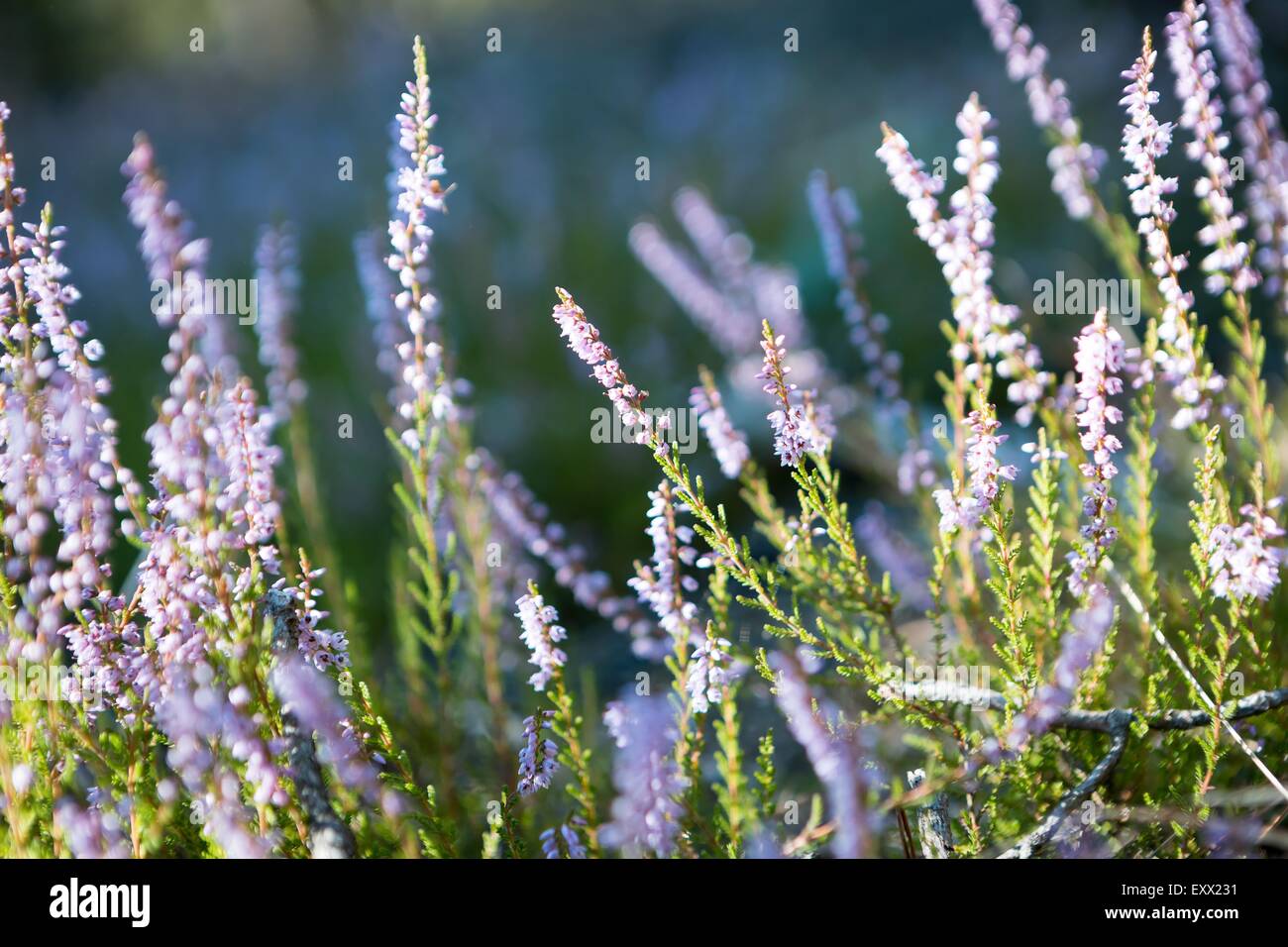 Beautiful blooming heather flowers in sunlight close up. Polish autumnal forest flowers. Stock Photo