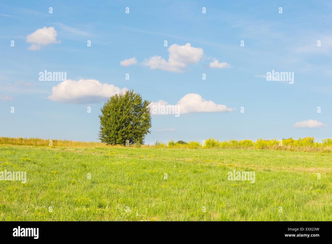 Beautiful green meadow with one tree under blue sky with clouds. Middle ...