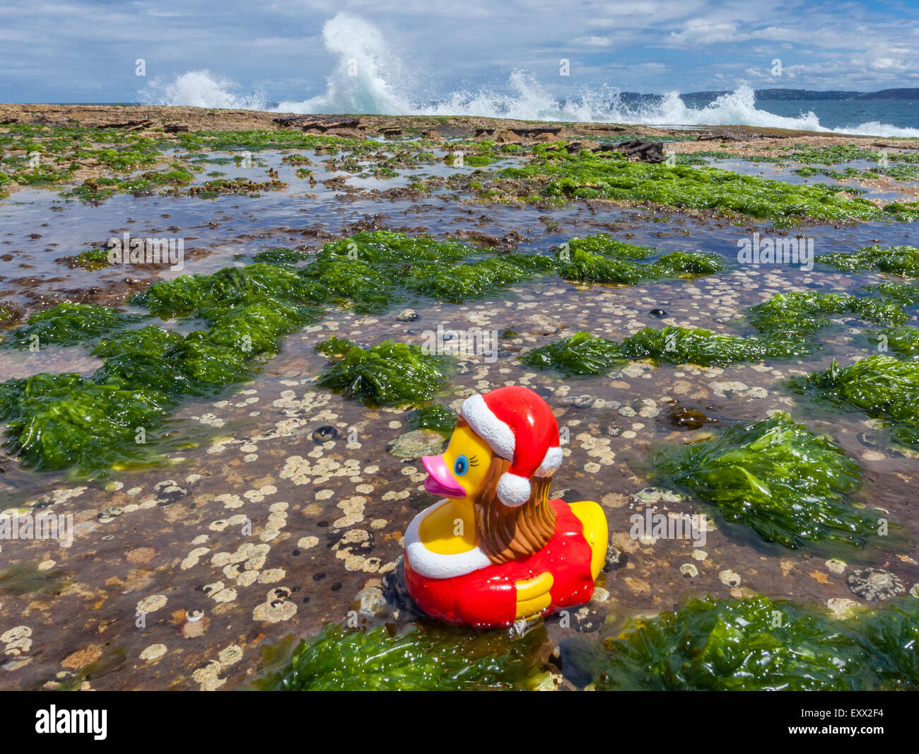 Southern hemisphere summer christmas, New South Wales christmas duck in her coastal habitat Stock Photo