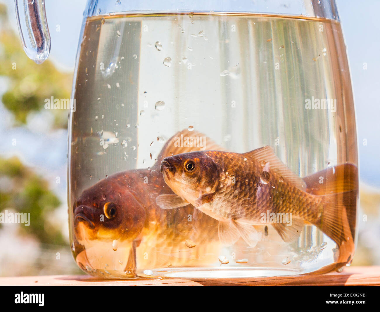 Gallery Detail: Confined Hi Res Stock Photography And Images