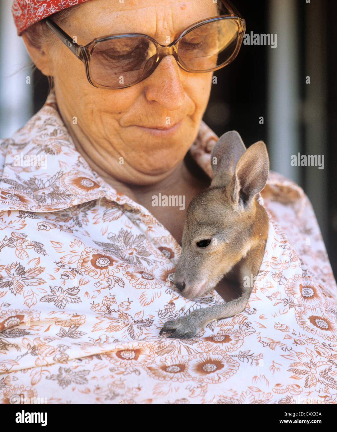 Western Australia, Pilbara, Hamersley Ranges, Euro orphan at the park rangers home Stock Photo