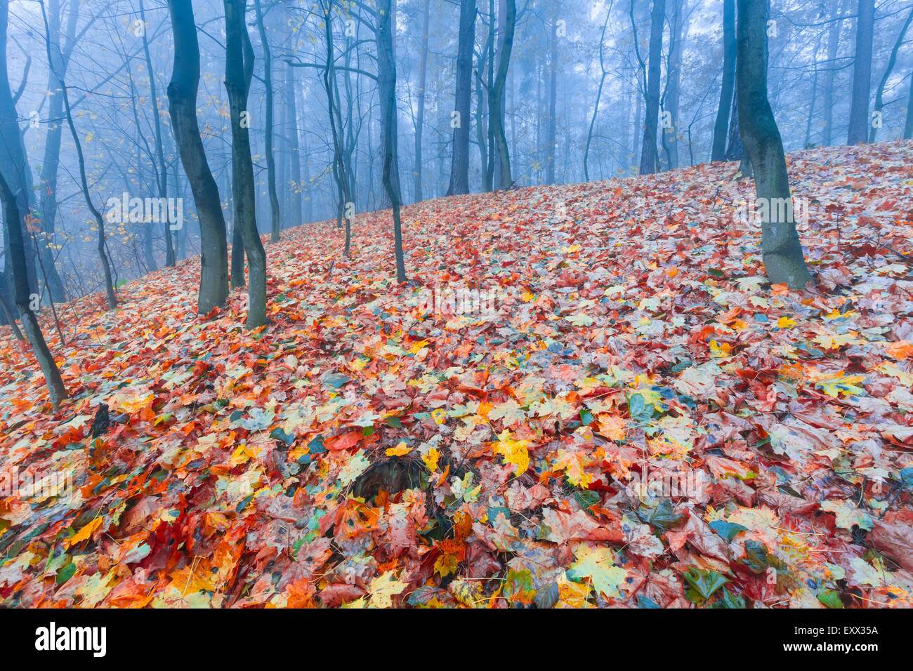Опавшие листья терпеливо. Осенний лес. Глубокая осень. Глубокая осень в лесу. Опавшие листья в лесу.