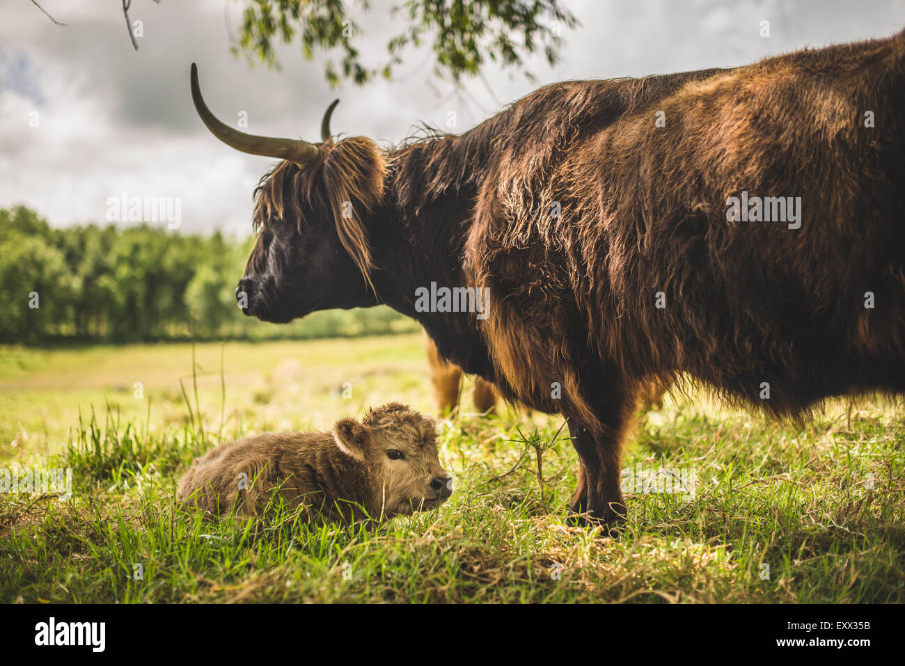 Highland cow and calf in a field Stock Photo