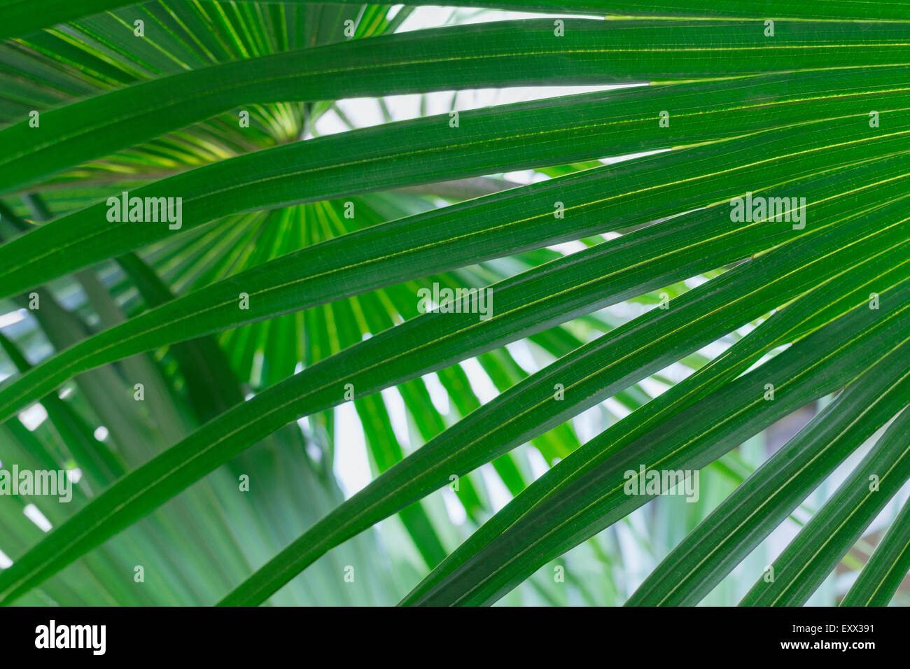 Close up of palm leaf Stock Photo - Alamy