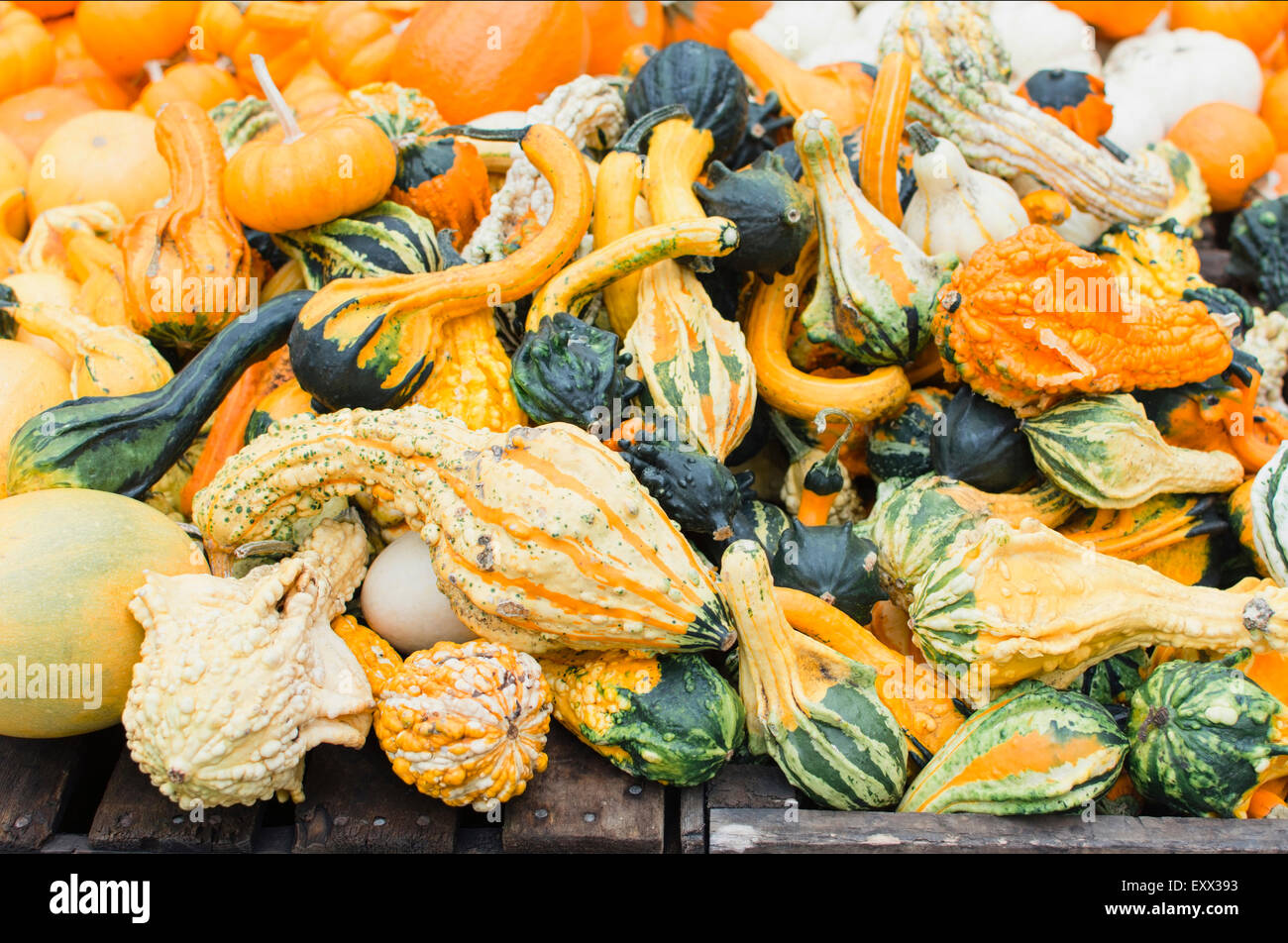Pile of small pumpkins Stock Photo - Alamy