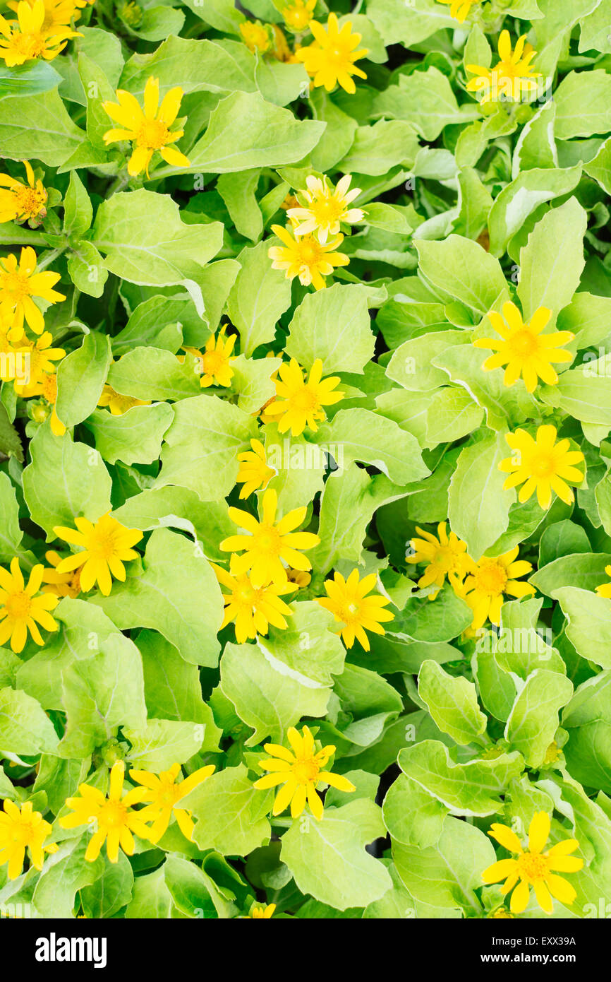 Overhead view of yellow flowers Stock Photo