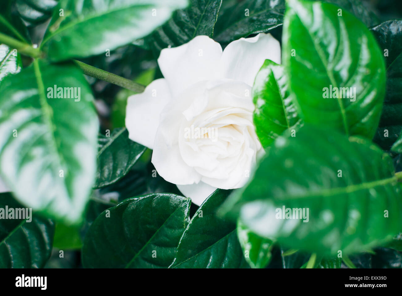 Close up white rose hi-res stock photography and images - Alamy