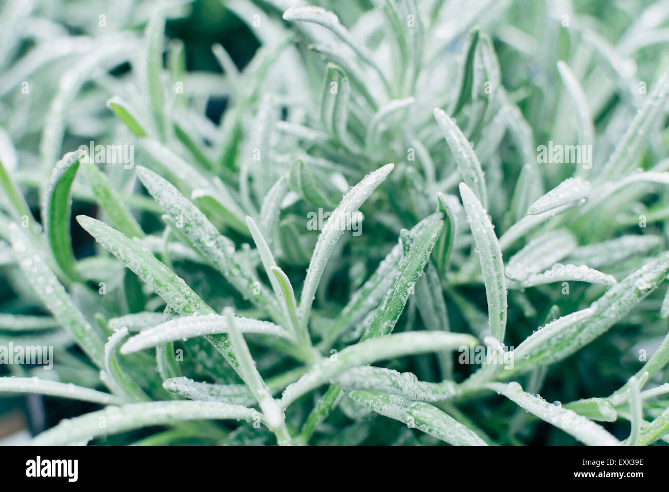 Close up of lavender leaves Stock Photo