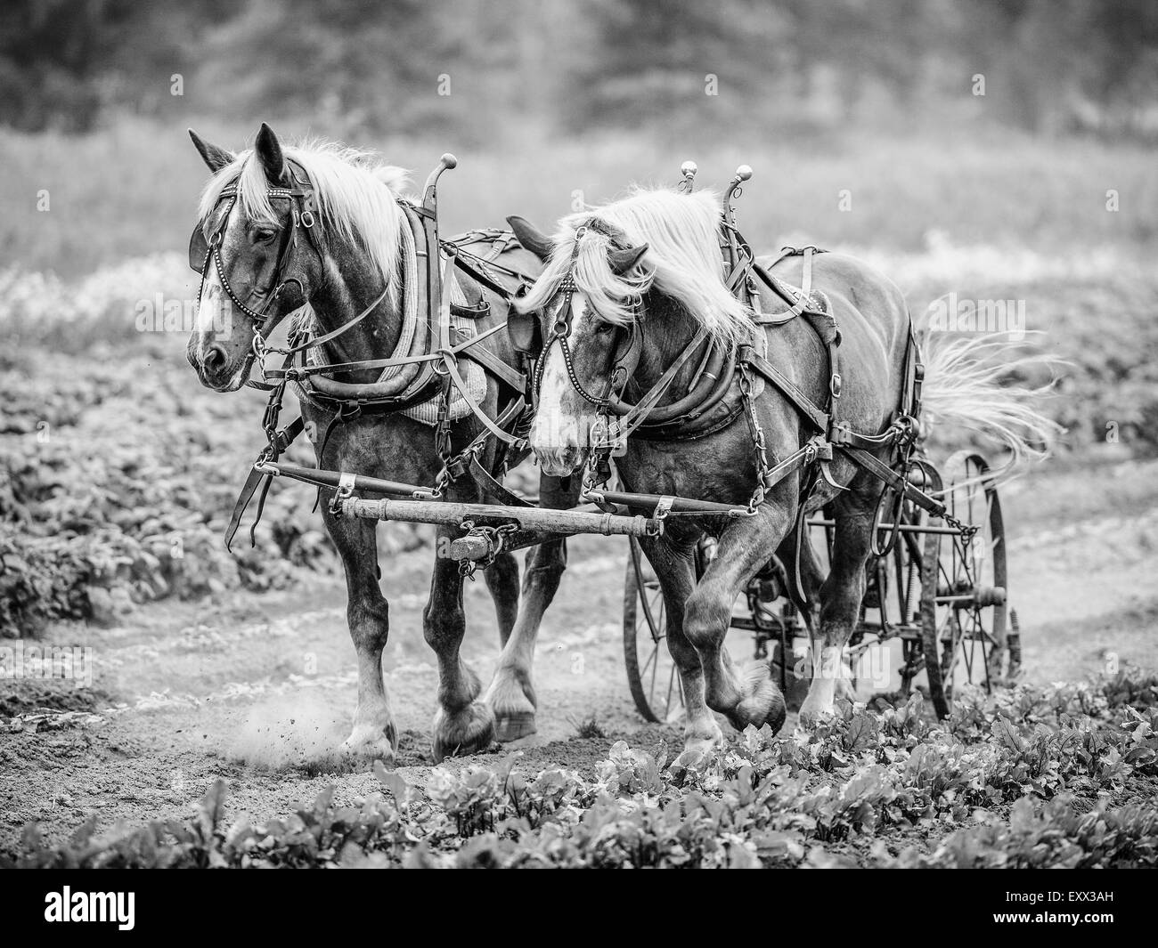 Heavy horse pulling cart hires stock photography and images Alamy