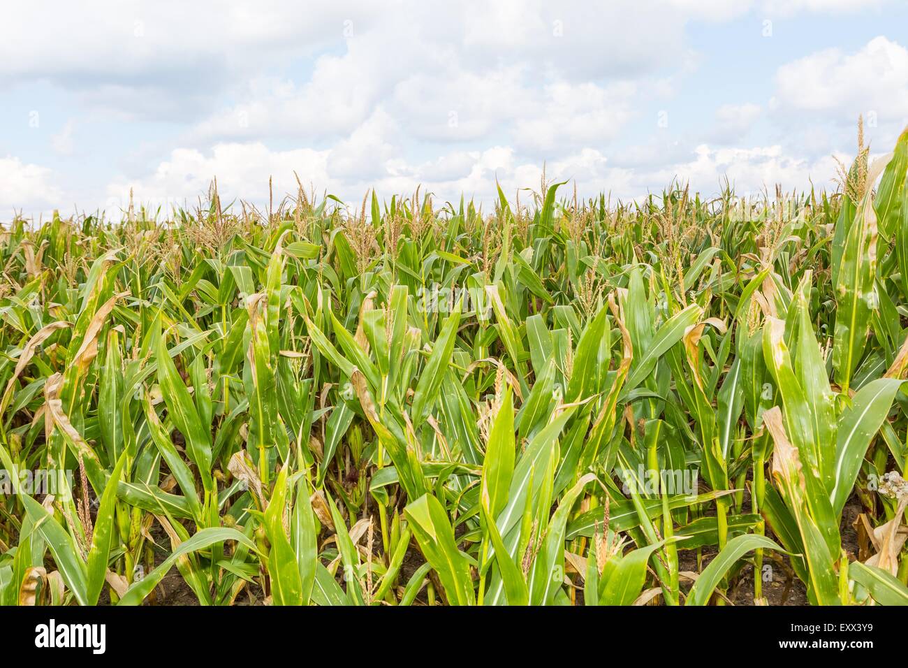 Beautiful green corn growing on field under blue sky with clouds. Close ...