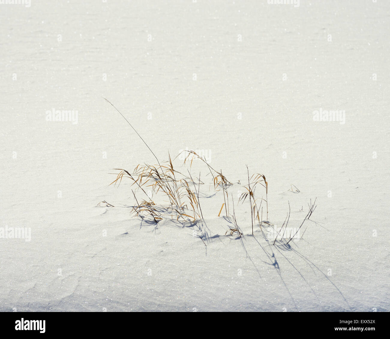 Grass in winter snow Stock Photo