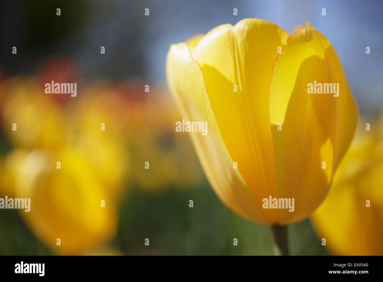 Yellow tulip in garden Stock Photo - Alamy