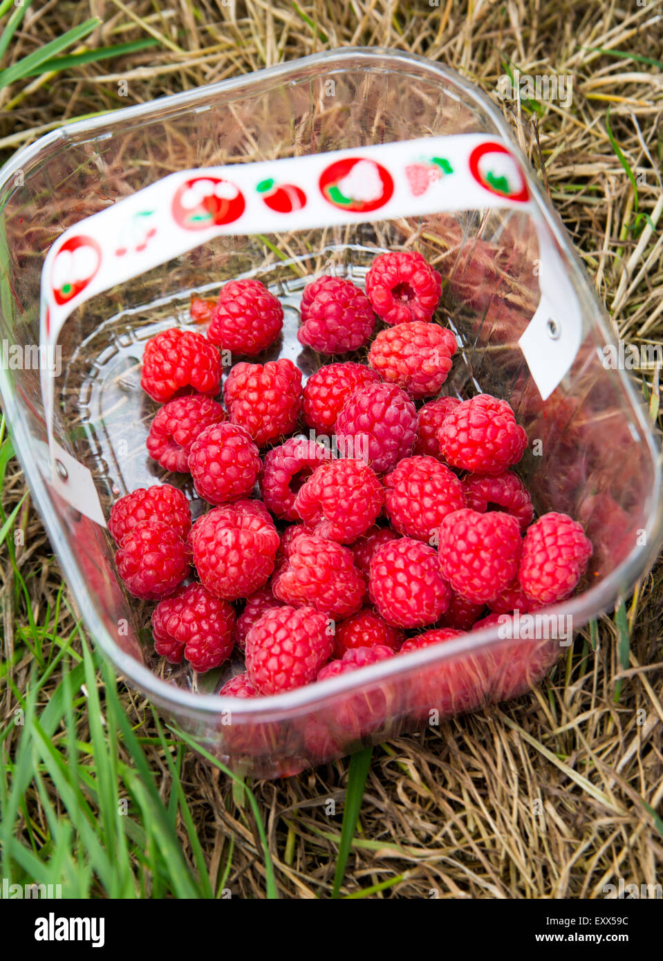Punnet of freshly picked raspberries Stock Photo - Alamy