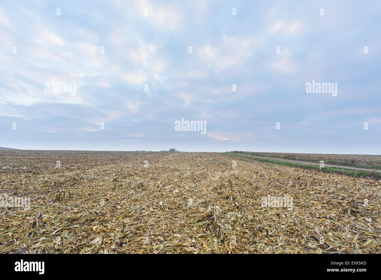Maize harvested for biogas hi-res stock photography and images - Alamy