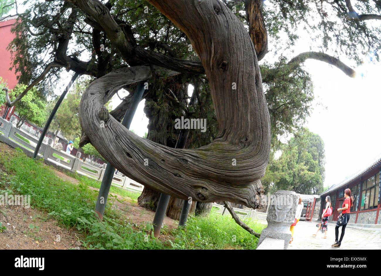 (150717) -- TAI'AN , July. 17, 2015 (Xinhua) --  Tourists walk pass an ancient cypress in Dai Temple at the foot of Mount Tai in Tai'an, east China's Shandong Province, July 17, 2015. Dai Temple, a popular tourist spot, was first built in Han Dynasty (BC.206-220) for ancient emperors to enshrine 'God of Mount Tai' and to hold worship ceremonies. (Xinhua/Feng Jie) (xcf) Stock Photo