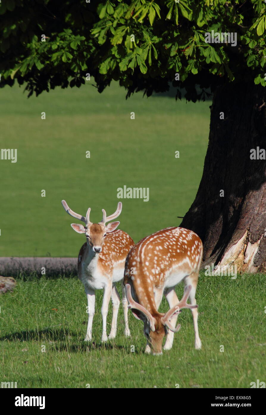 Fallow deer graze  in the park surrounding Chatsworth House (pictured), Peak District Derbyshire England UK Stock Photo