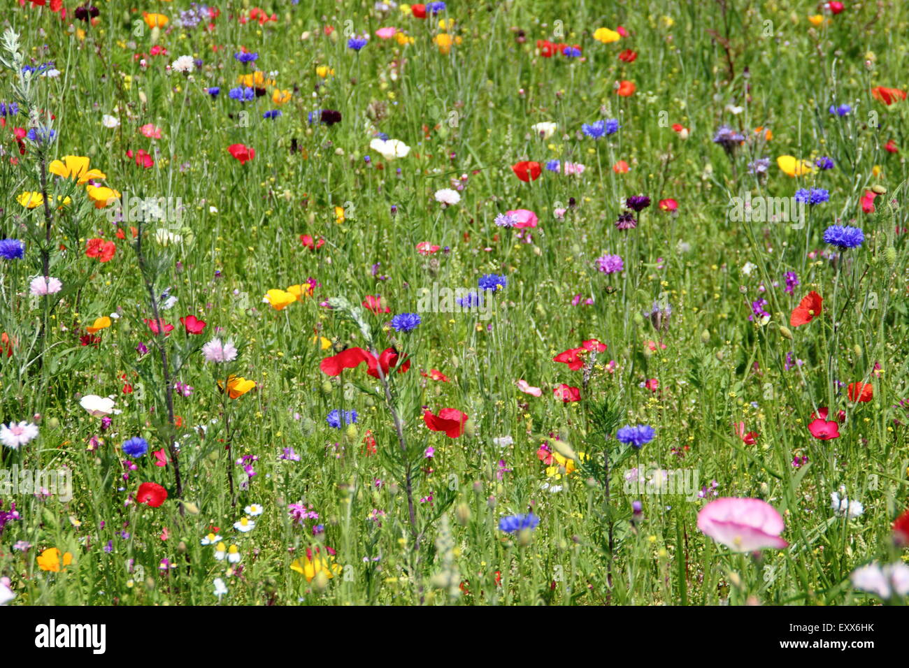 Wildflowers grow t Sheffield Manor Lodge, home to Pictorial Meadows; a movement for impressionist flowers schemes, Yorkshire UK Stock Photo