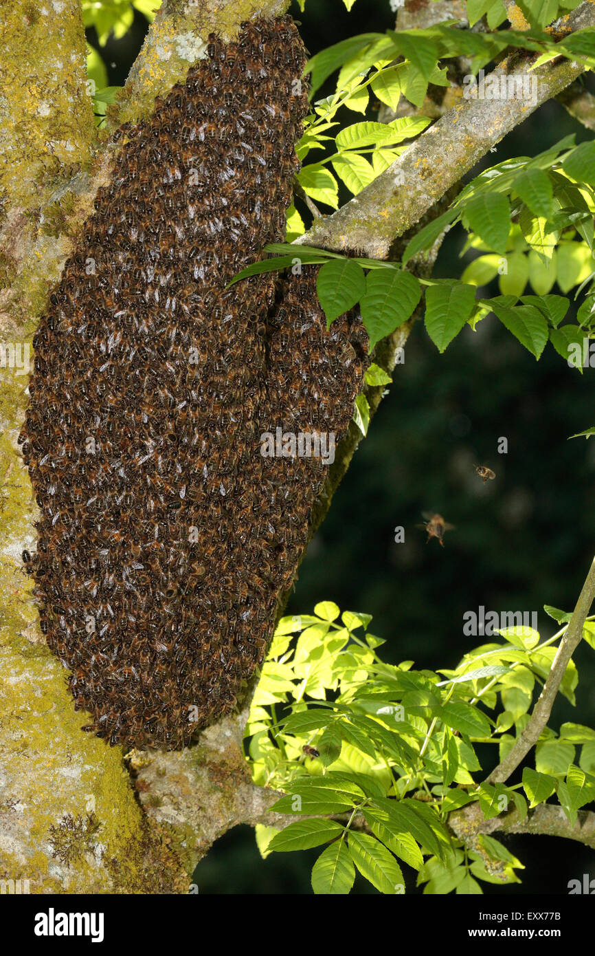 Honey Bee Swarm Stock Photo