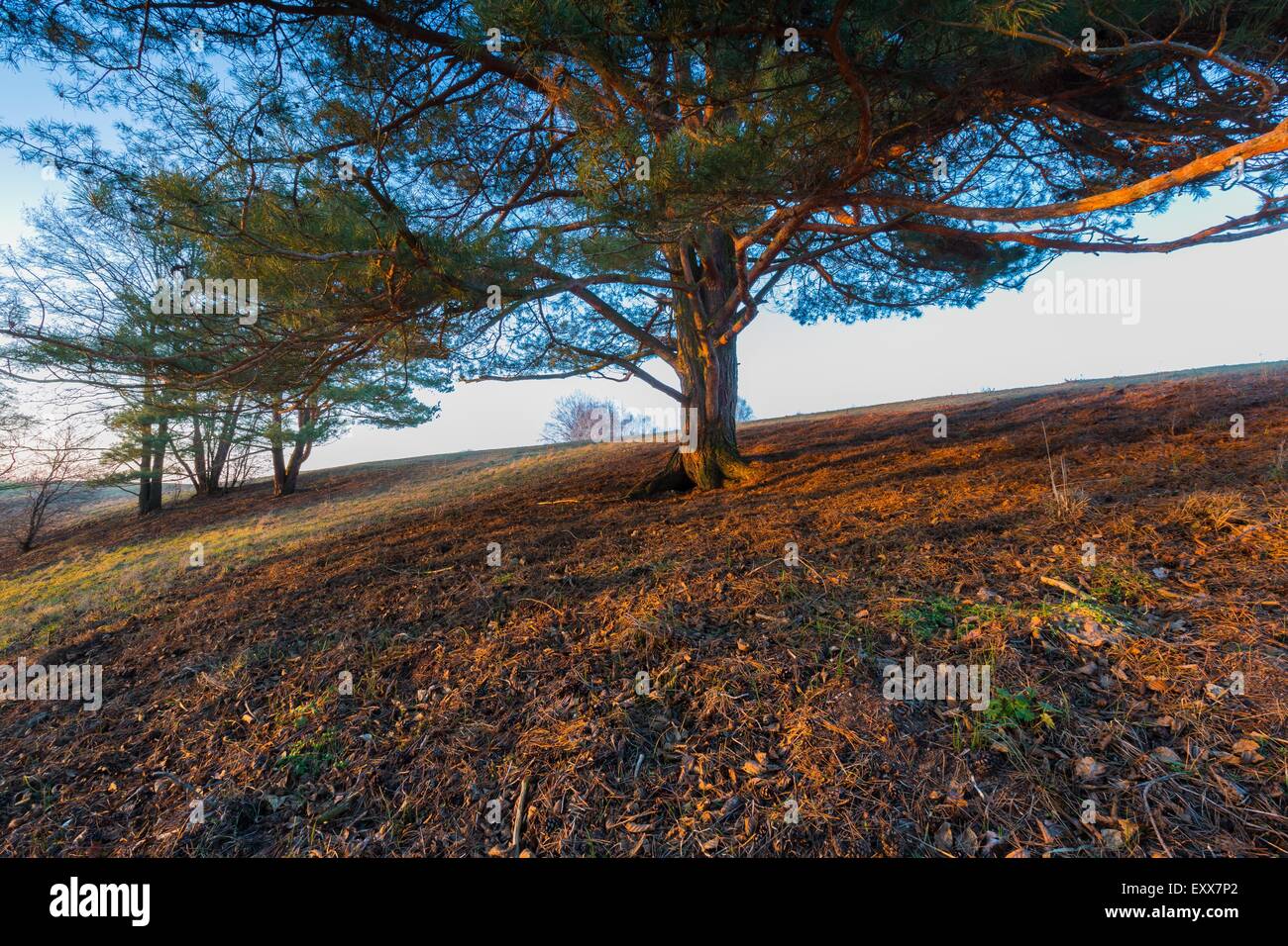 Big pine tree hi-res stock photography and images - Alamy