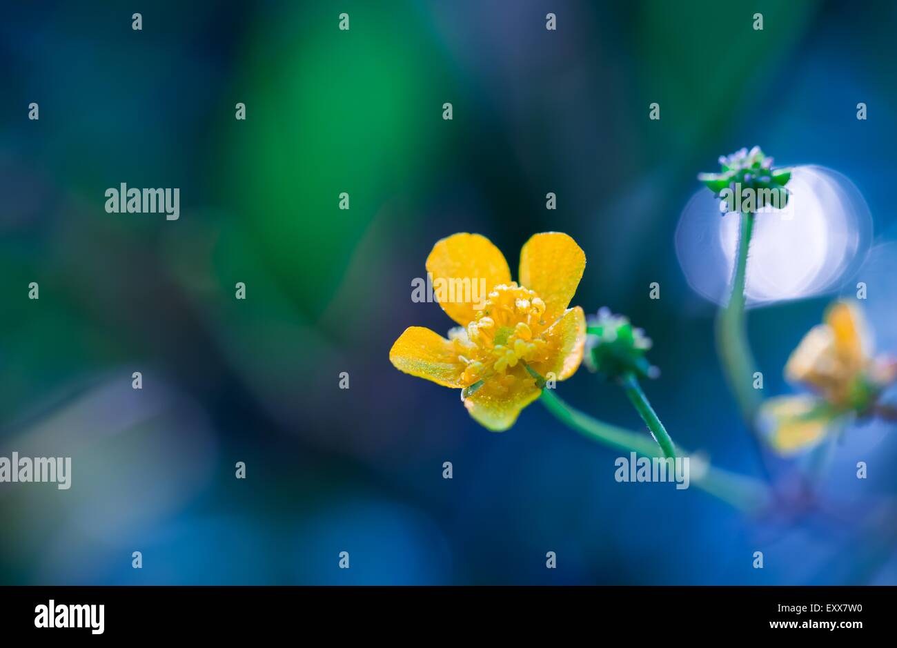 Beautiful yellow buttercup flower macro. Close up of yellow flower growing on meadow. Stock Photo