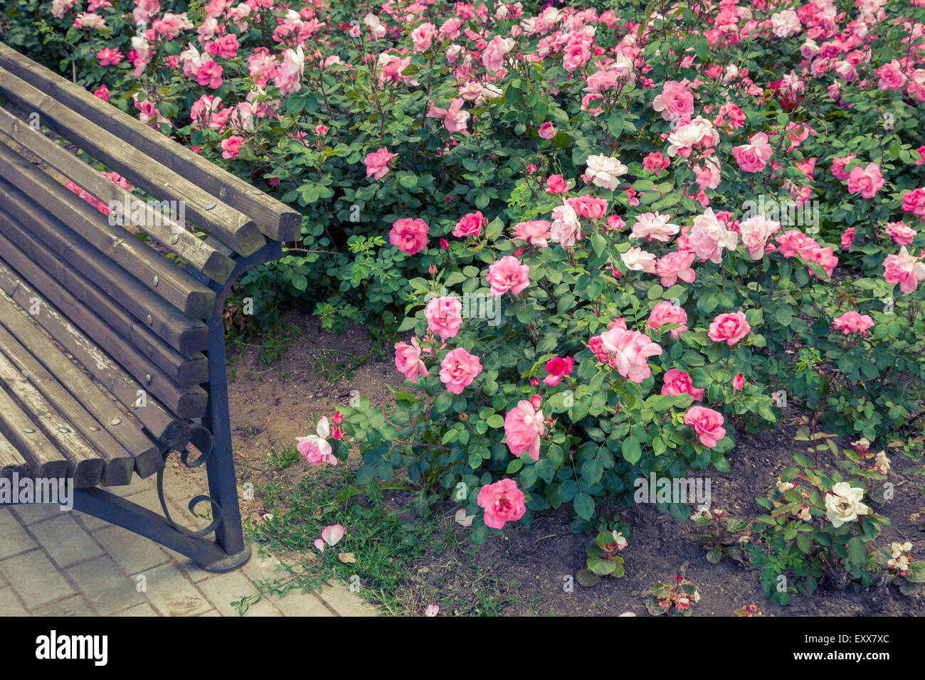Retro stylized photo of roses bed and fragment of garden bench. Stock Photo