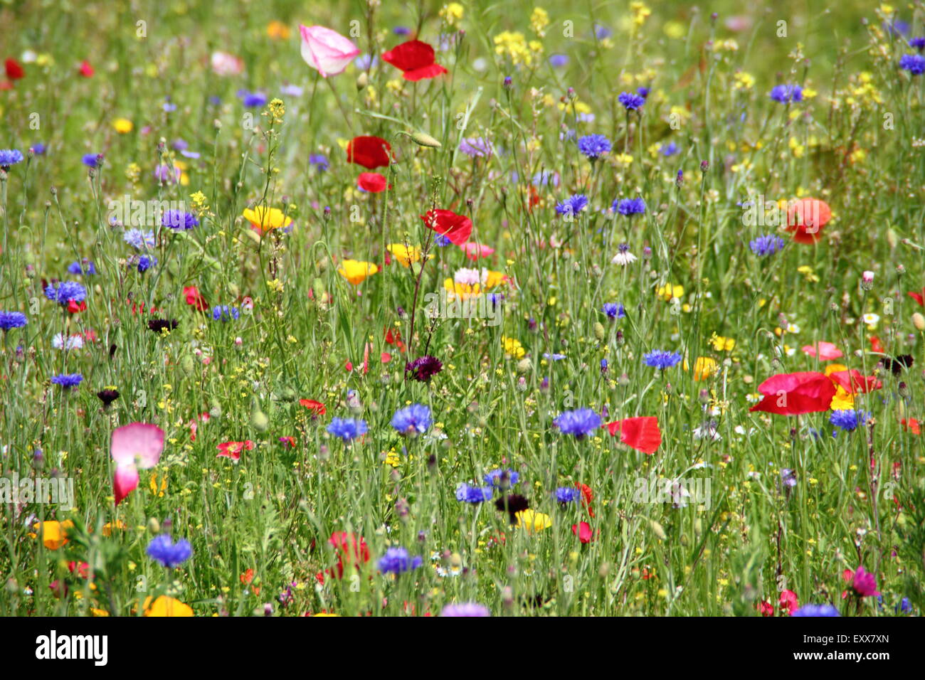 Wildflowers grow in a meadow at Sheffield Manor Lodge, home of impressionist planting schemes for urban landscapes England UK Stock Photo